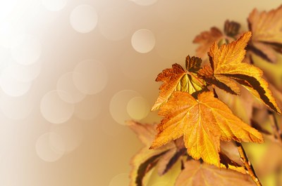 Fall Leaves Fall Leaves